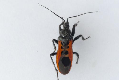 Réf. 227 340 : Peirates stridulus